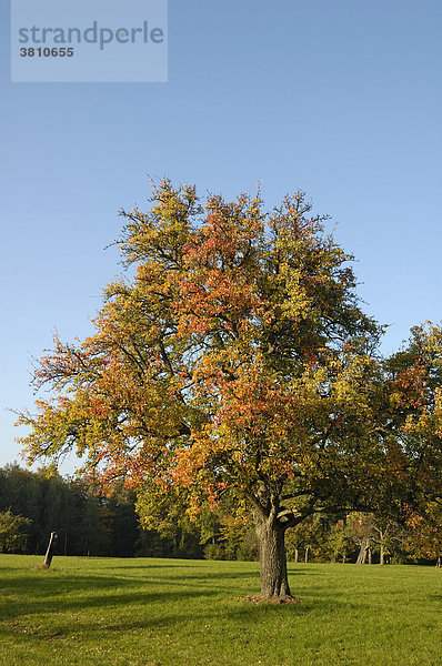 Herbstlich gefärbter Baum