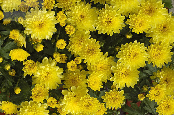 Gelbe Chrysanthemen Chrysanthemum indicum