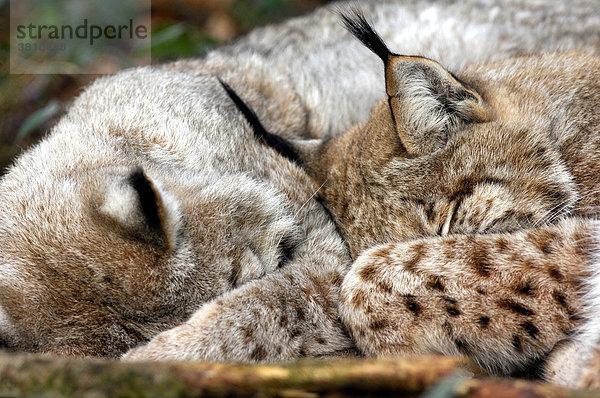 Zwei schlafende Luchse ( Lynx lynx )