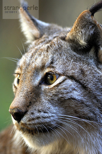 Luchs  Luchsportrait ( Lynx lynx )