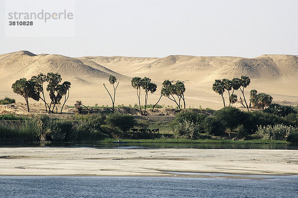 Uferlandschaft am Nil  Oberägypten  Ägypten  Afrika