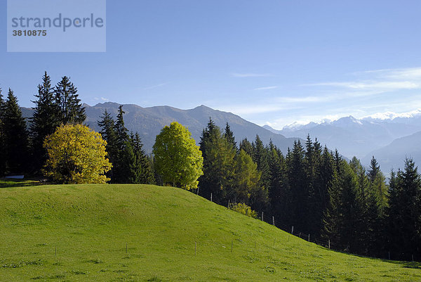 Blick über herbstlichen Almgrund auf den Zillertaler Hauptkamm  Tirol  Österreich