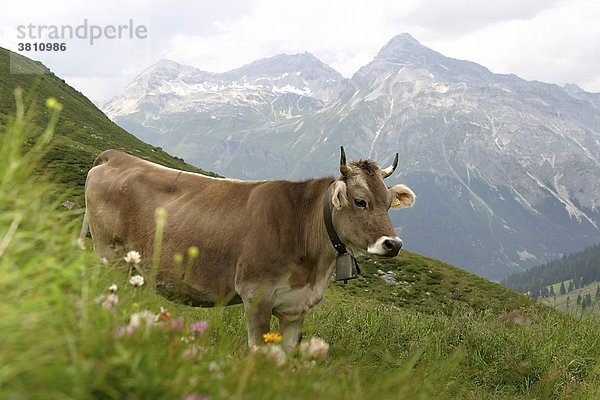 Kuh in Alpen  Österreich