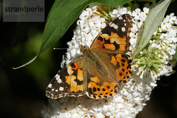 Distelfalter saugt Nektar aus weissen Blüten des Schmetterlingsstrauches - Gewöhnlicher Sommerflieder (Vanessa cardui - Cynthia cardui) auf (Buddleja davidii)