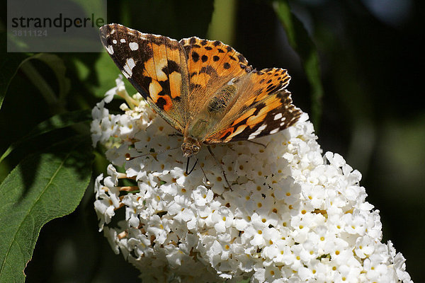 Distelfalter saugt Nektar aus weissen Blüten des Schmetterlingsstrauches - Gewöhnlicher Sommerflieder (Vanessa cardui - Cynthia cardui) auf (Buddleja davidii)