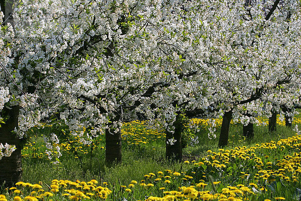 Blühende Kirschbäume (Prunus avium) auf Löwenzahnwiese (Taraxacum officinale) - Obstanbaugebiet Altes Land  Niedersachen  Hamburg  Deutschland  Europa