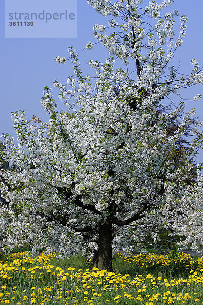Blühende Kirschbäume (Prunus avium) auf Löwenzahnwiese (Taraxacum officinale) im Obstanbaugebiet Altes Land bei Hamburg