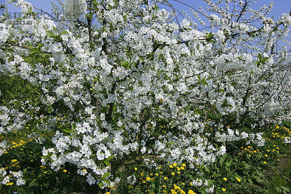Blühende Kirschbäume (Prunus avium) auf Löwenzahnwiese (Taraxacum officinale) im Obstanbaugebiet Altes Land bei Hamburg