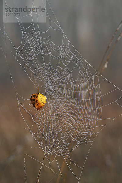 Spinnennetz mit Tautropfen im herbstlichen Moor mit Birkenblatt - Radnetz der Kreuzspinne (Araneus diadematus)