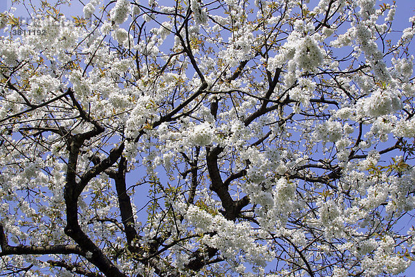 Blühender Süsskirschenbaum (Prunus avium)