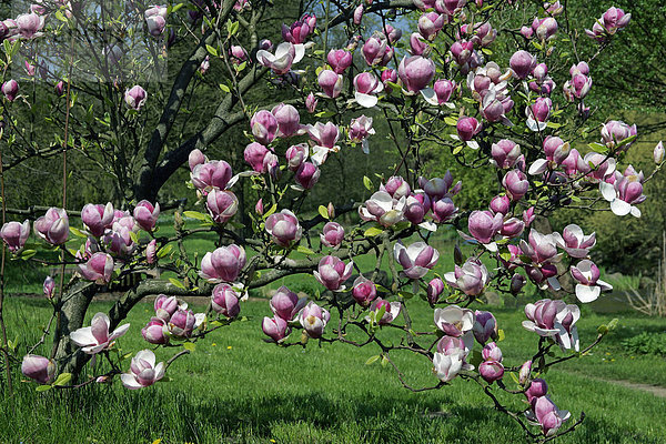 Blühende Magnolie der Sorte Rustica Rubra - Tulpen-Magnolie (Magnolia x soulangiana Rustica Rubra)