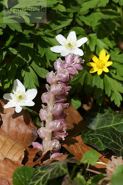 Gewöhnliche Schuppenwurz (Lathraea squamaria) mit Buschwindröschen (Anemone nemorosa) und Scharbockskraut (Ranunculus ficaria) am Waldboden im Frühlings-Buchenwald