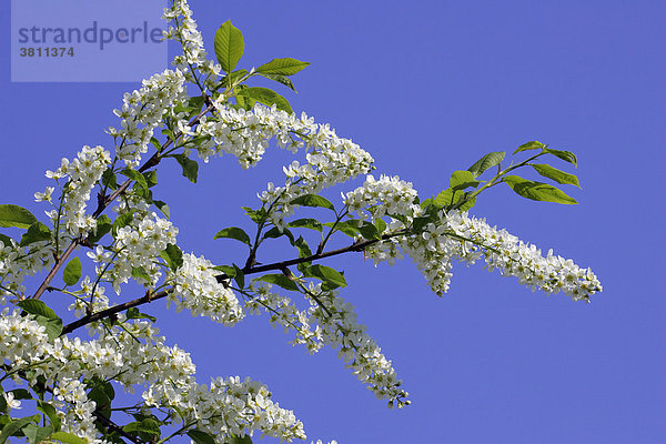 Blühender Traubenkirschen-Zweig (Prunus padus)