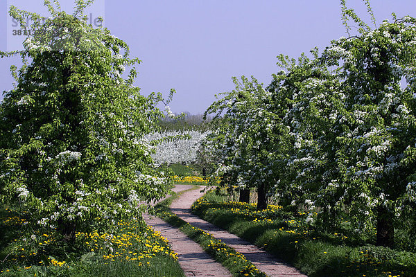 Blühende Birnenbäume (Pyrus communis) und Kirschbäume (Prunus avium) im Hintergrund im Obstanbaugebiet Altes Land  Niedersachen  Hamburg  Deutschland  Europa