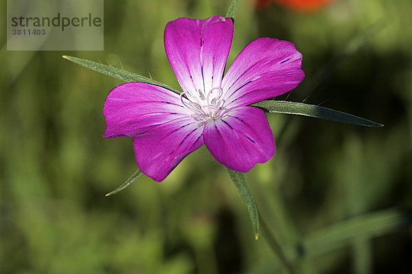 Kornrade - Blüte (Agrostemma githago)