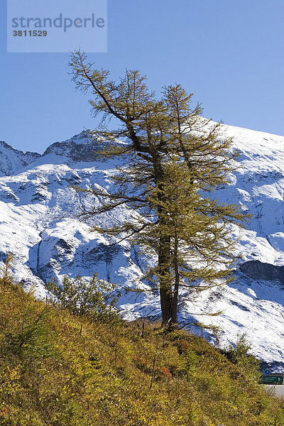 Lärche (Larix decidua) im Herbst vor verschneitem Berg  Nationalpark Hohe Tauern  Österreich