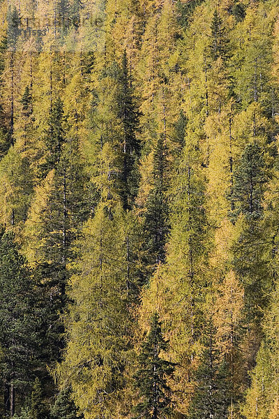 Herbstlicher Lärchenwald (Larix decidua) Dolomiten  Italien