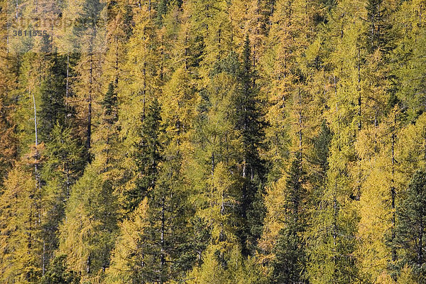 Herbstlicher Lärchenwald (Larix decidua) Dolomiten  Italien