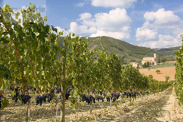 Weingarten mit Abbazia di Sant Antimo im Hintergrund