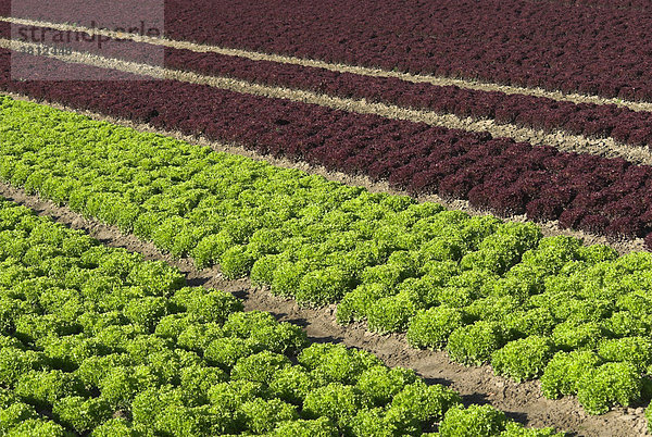Rote und grüne Salatköpfe wachsen auf einem Feld  Niedersachsen  Deutschland