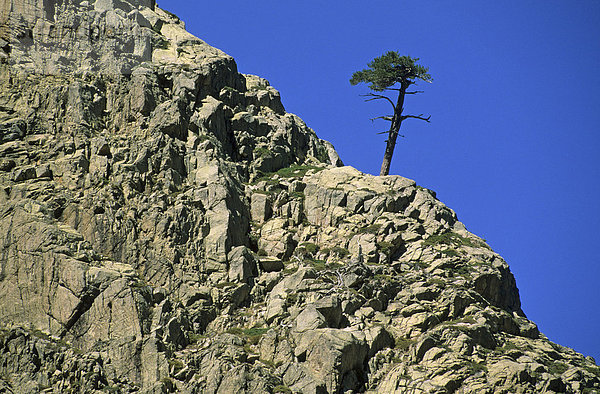Einsame Laricio-Kiefer Pinus nigra laricio im Golo-Tal Korsika Frankreich