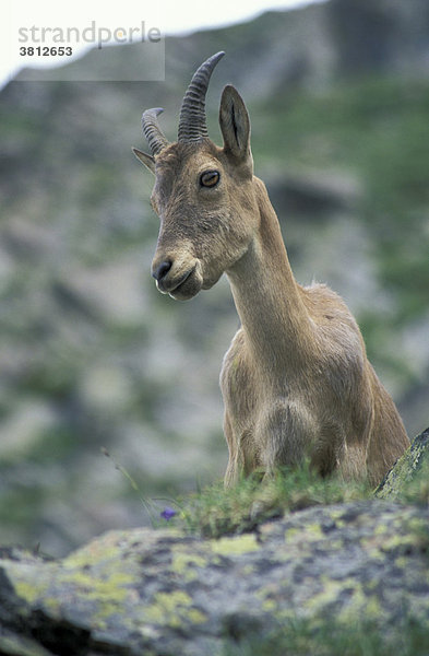 Kaukasischer Steinbock / Capra caucasica. Besengi  Nord-West Kaukasus  Russland