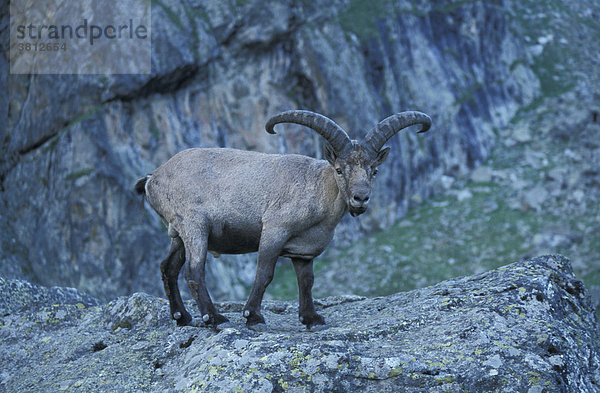 Kaukasischer Steinbock / Capra caucasica. Besengi  Nord-West Kaukasus  Russland