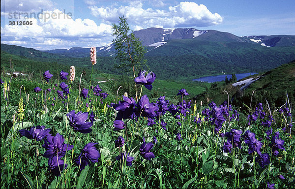 Sibirische Akelai / Aquilegia glandulosa.Subalpenwiesen  Nationalpark Kuznetskiy Alatau. Altai-Sayan Region  Russland