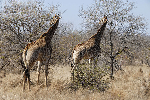 Giraffen ( Giraffa camelopardalis ) im Krügerpark  Südafrika