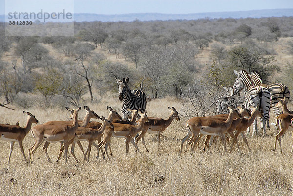 Impalaantilopen und Steppenzebras (Aepyceros melampus und Equus quagga ) im Krügerpark Südafrika