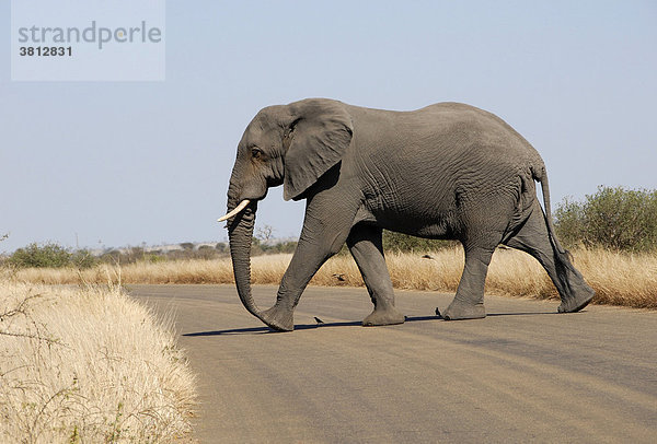 Afrikanischer Elefant ( Loxodonta africana) überquert eine Straße  Krügerpark Südafrika