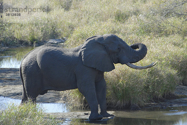 Afrikanischer Elefant ( Loxodonta africana ) an einem Wasserloch  Krügerpark Südafrika