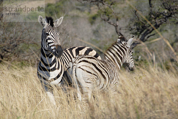 Steppenzebras (Equus quagga) im Imfolozi Hluhluwe Park in Südafrika