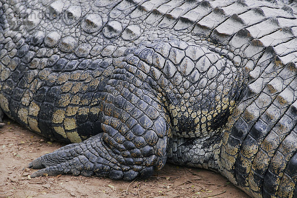 Kaiman (caiman crocodilus )
