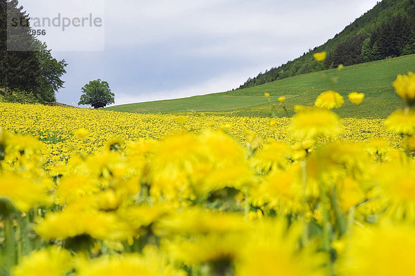 Löwenzahnwiese (Taraxacum officinale) im Mai  Schwarzwald  Baden-Württemberg  Deutschland