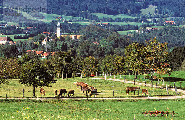 Rottenbuch mit Pferdekoppel   Pfaffenwinkel Oberbayern Deutschland