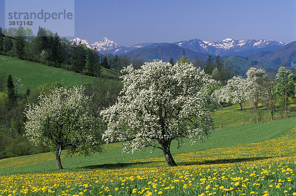 Blühende Apfelbäume im Mostviertel   St.Leonhard am Walde   Niederösterreich Österreich