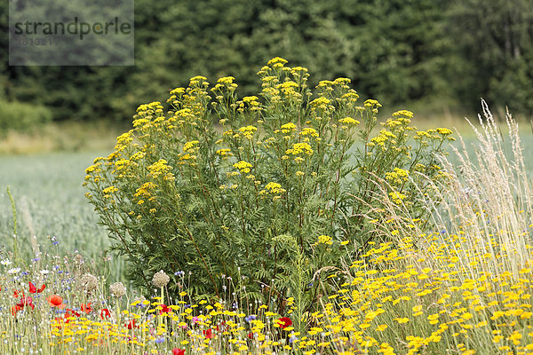 Gemeiner Rainfarn   Wurmkraut ( Tanacetum vulgare ) Bayern