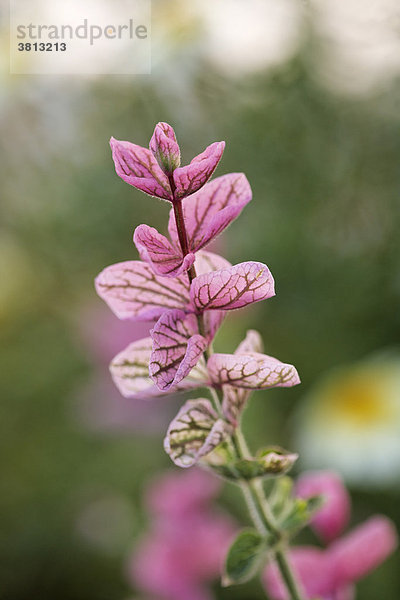 Scharlach-Salbei   Buntschopfsalbei ( Salvia viridis L. (= Salvia horminum L.) )