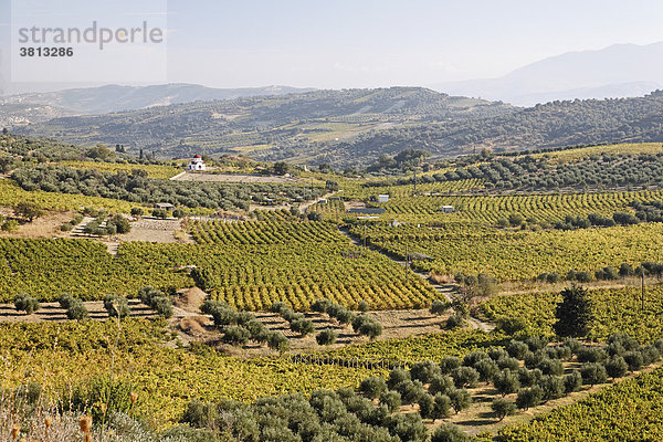 Weinberge und Olivenhaine bei Avgeniki  Kreta  Griechenland