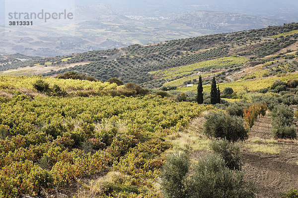 Weinbaugebiet bei Archanes  Zentralkreta  Kreta  Griechenland