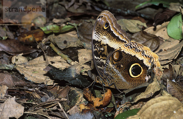 Schmetterling auf Waldboden (Caligo uranus)  Chiapas  Mexiko