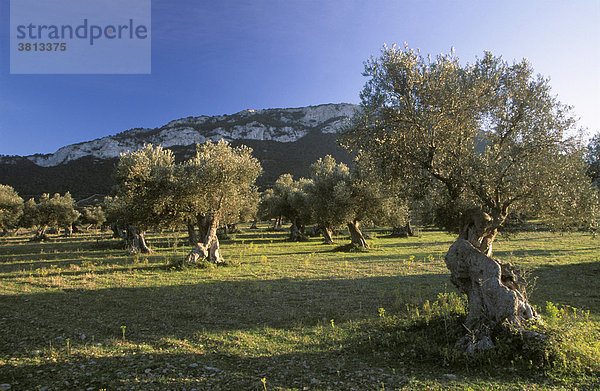 Olivenhain  Serra de Tramuntana  Mallorca