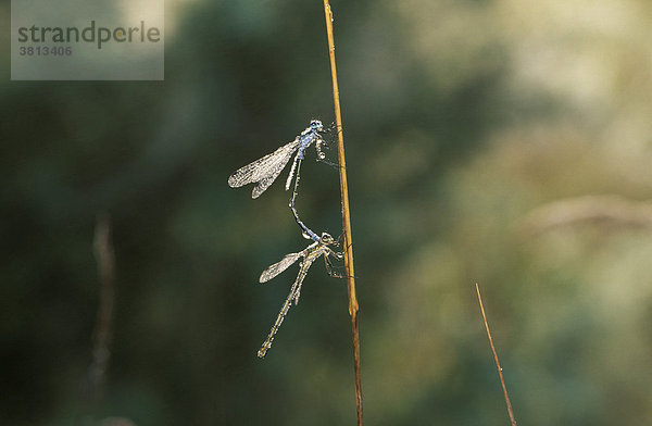 Gemeine Binsenjungfer (Lestes sponsa)  Paar im Morgentau  Deutschland