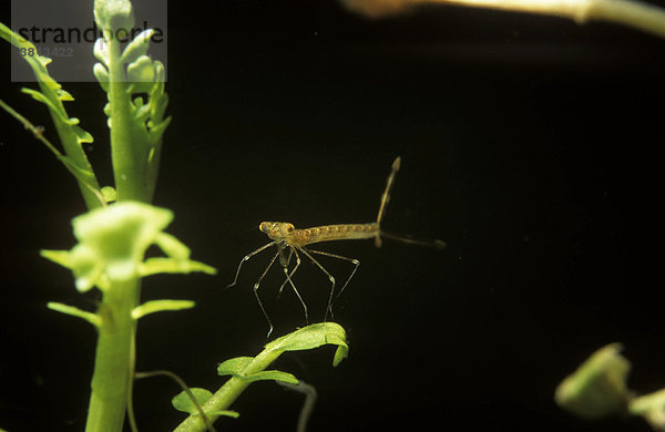 Gemeine Binsenjungfer  Larve  Lestes sponsa  Bayern