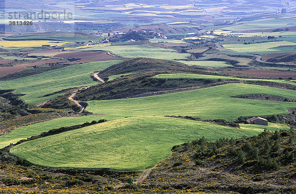 Felderlandschaft nahe Sos del Rey Catolico  Aragonien (Provinz Zaragoza)  Spanien