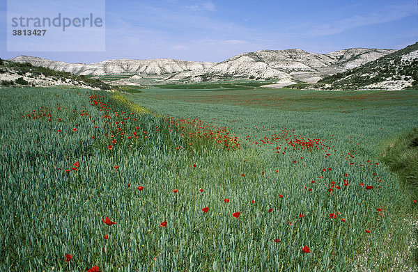 Llanos de la Plana  Tafelberge  Getreidefeld mit Mohnblumen  Aragonien (Provinz Zaragoza)  Spanien