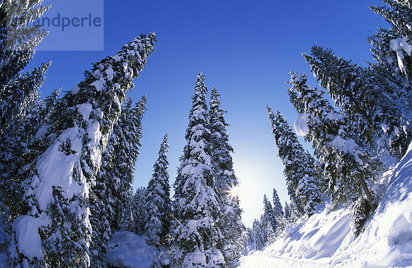 Winterlicher Wald in Hochfügen  Zillertaler Alpen  Tirol  Österreich