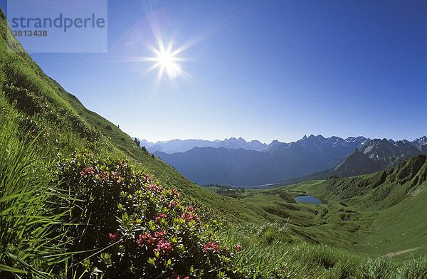 Schlappoldsee am Fellhorn  Alpenrose  Allgäuer Alpen  Deutschland