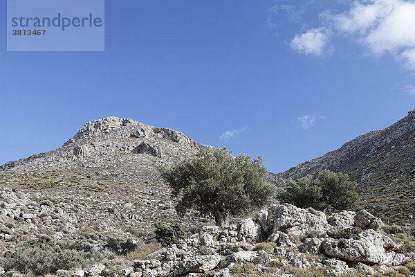 Olivenbäume bei Hohlakies (Chochlakies)  Ostkreta  Kreta  Griechenland